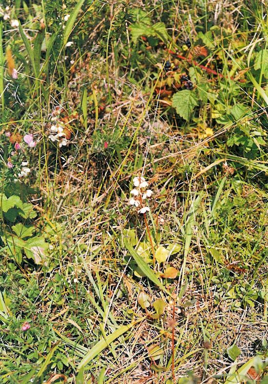 Rundblättrige Wintergrün