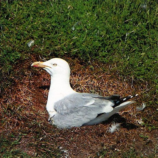 Silbermöwe (Larus argentatus)