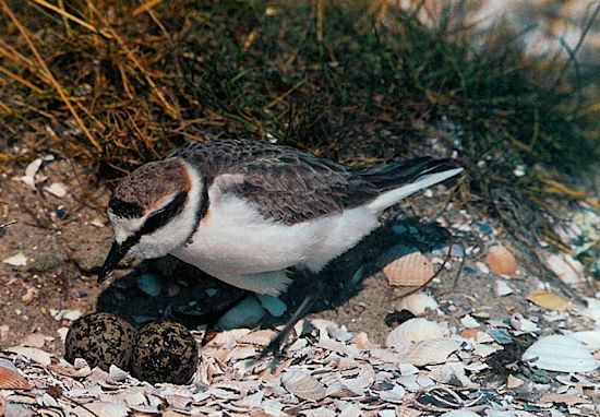 Der Seeregenpfeifer (Charadrius alexandrinus) behütet sein Nest. Der Seeregenpfeifer (Charadrius alexandrinus) behütet sein Nest.