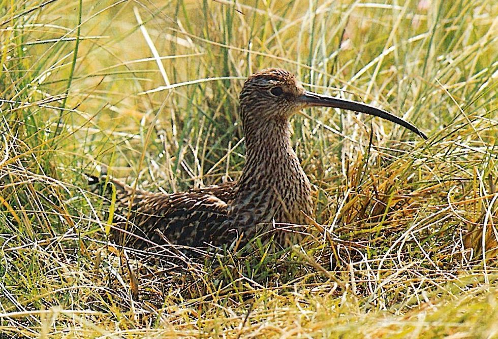 Der Große Brachvogel (Numenius arquata) beim Brutgeschäft auf der Insel Spiekeroog.