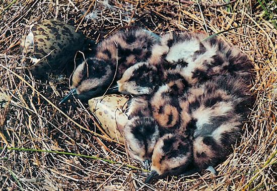 Die "Kinderstube" des Großen Brachvogels.