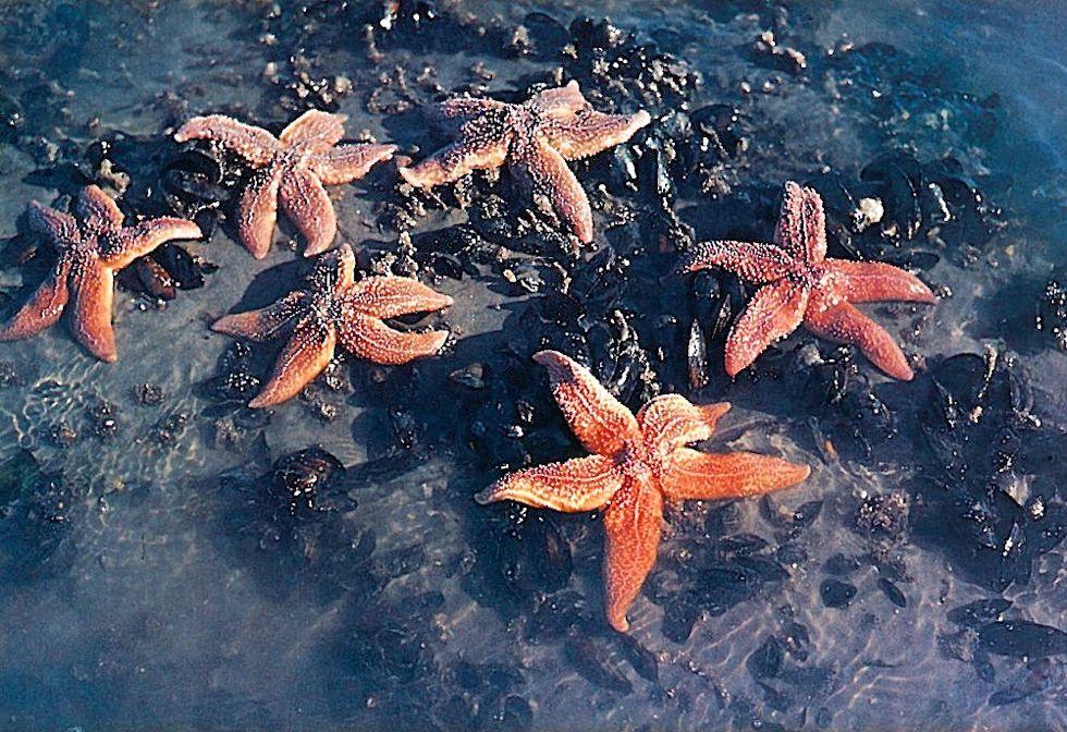 Der Gemeine Seestern (Asterias rubens) Der Gemeine Seestern (Asterias rubens)