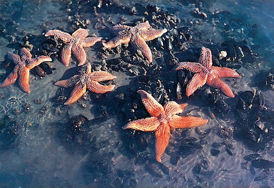 Der Gemeine Seestern (Asterias rubens)