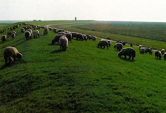 Grüner Deich mit Pflege durch Schafbeweidung Grüner Deich mit Pflege durch Schafbeweidung