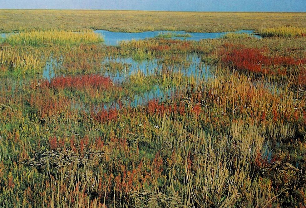 artenreiche Salzwiese artenreiche Salzwiese