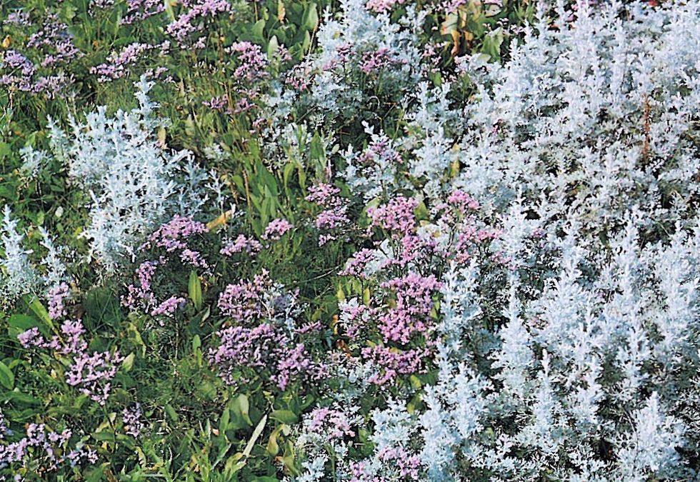 Der helle Meerstrand-Beifuß