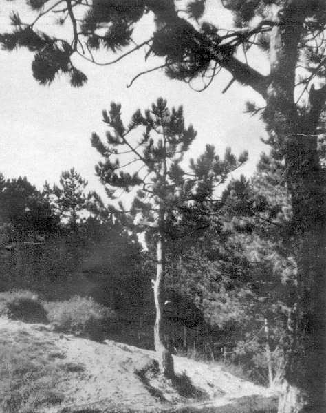 Wald