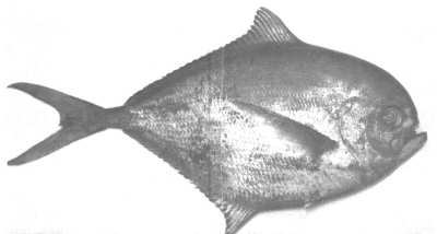 Brachsen-Makrele