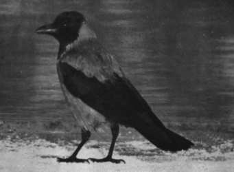 Vögel als Wintergäste Vögel als Wintergäste